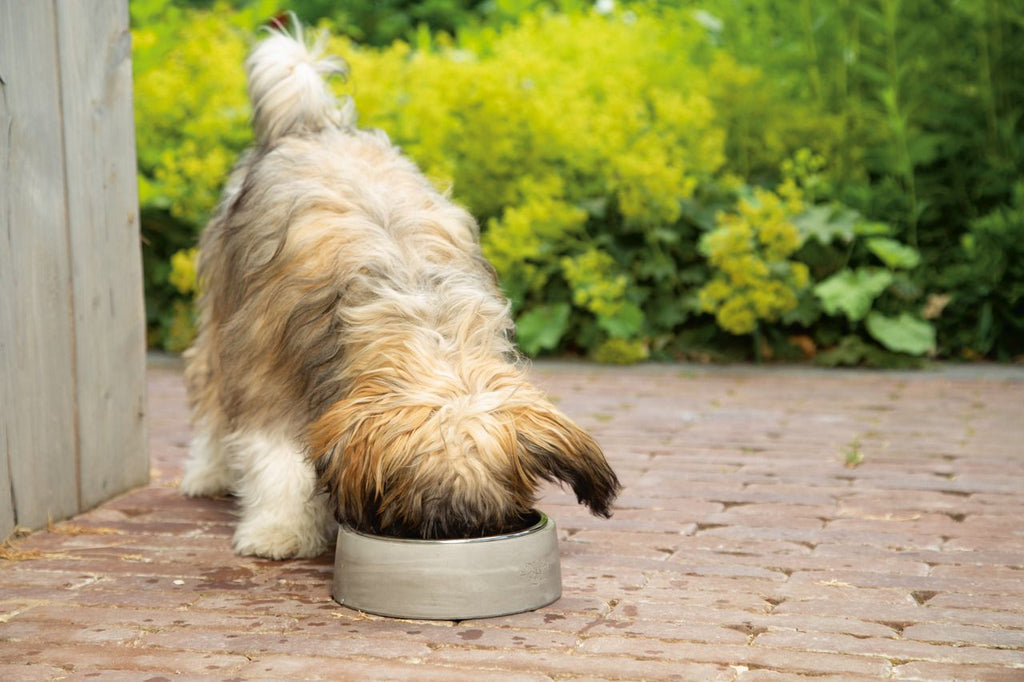 Hundefutter – Wie viel Futter braucht mein Hund?