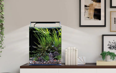 Aquarium einfahren – wie lange dauert es wirklich?