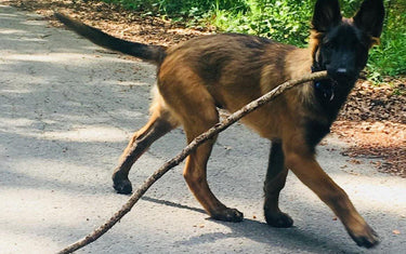 Was braucht ein Hund eigentlich alles? - Mein-Tiershop.de