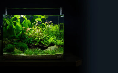 CO₂ im Aquarium – Bio oder Druckgas?