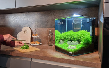Aquarium einrichten - so startest du mit deinem ersten Aquarium