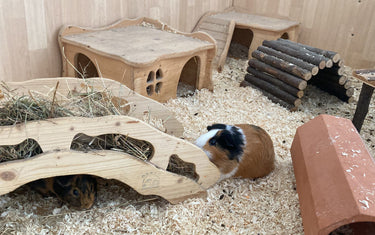 Meerschweinchen halten - Die wichtigsten Infos zu Fütterung, Haltung und Pflege