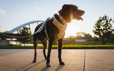 Die verschiedenen Ruffwear Geschirre - wähle das richtige Geschirr für deinen Hund