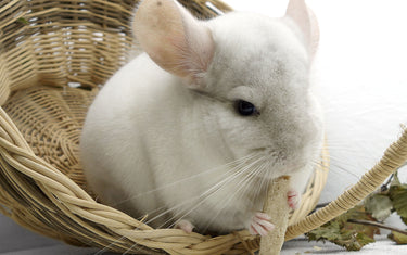 Die richtige Haltung von Chinchillas – Ernährung, Käfigmaße, Sozialverhalten