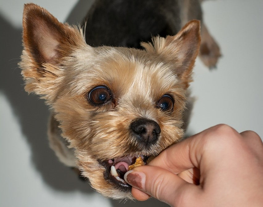 Allergie und Futtermittelunverträglichkeit beim Hund – Symptome erkennen und das richtige Futter finden