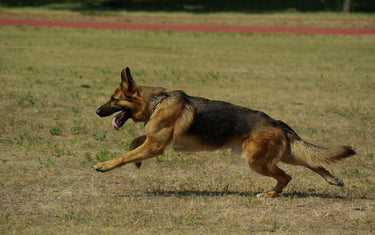 Hüftgelenksdysplasie (HD) beim Hund