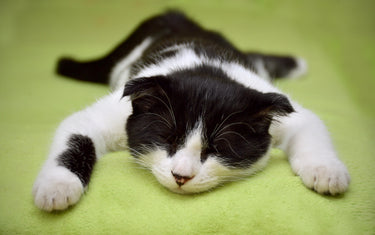 Kastration bei Katzen & Katern – Was du wissen solltest