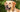 Hunderassen - Rasseportrait Labrador Retriever