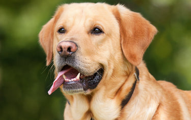 Hunderassen - Rasseportrait Labrador Retriever