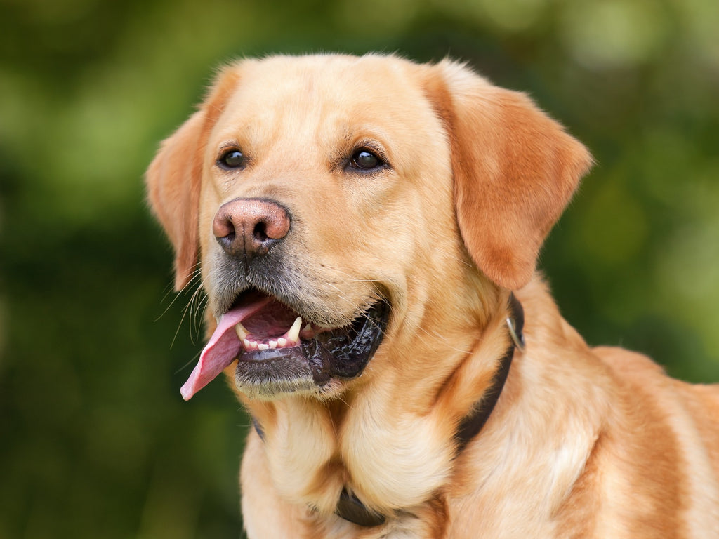Hunderassen - Rasseportrait Labrador Retriever