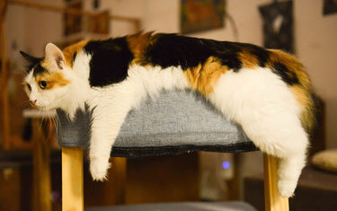 Beschäftigung für Katzen