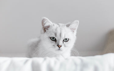Katzenstreu im Vergleich – Welche Streu passt zu deiner Katze?