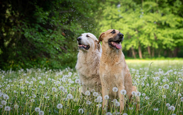 Pollenallergie bei Hund und Katze – Symptome erkennen und richtig handeln