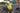 Ruffwear Trail Runner Hunde-Laufweste#farbe_lichen-green