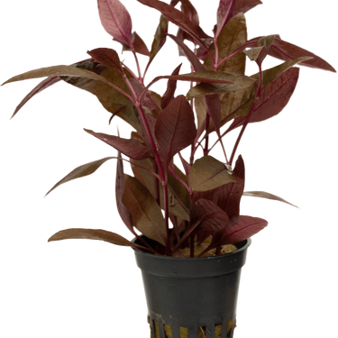 Stoffels Alternanthera reineckii 'Rot' (Sessilis)