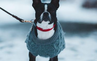 Hundemantel – Wann ist dieser sinnvoll? - Mein-Tiershop.de