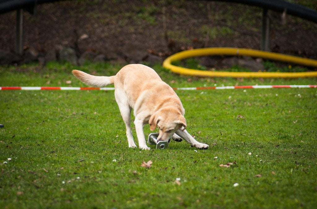 Obedience und Rally Obedience - Sport mit deinem Hund - Mein-Tiershop.de