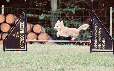 Agility mit deinem Hund - Mein-Tiershop.de