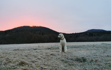 Entwurmung bei Hund und Katze – Ist sie nötig und wenn ja, wie oft?