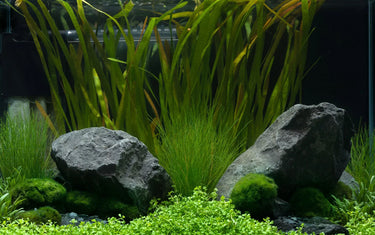 Aquarienpflanzen für Einsteiger – die besten Arten und worauf zu achten ist