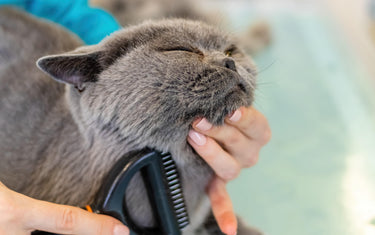 Fellpflege bei Katzen – So bleibt das Fell gesund und glänzend