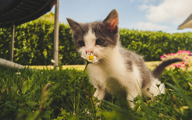 Gesicherter Freigang für Katzen - Mein-Tiershop.de