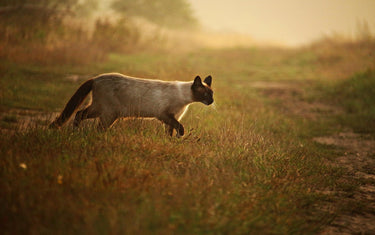 Katzenrassen – Rasseportrait Siamkatze