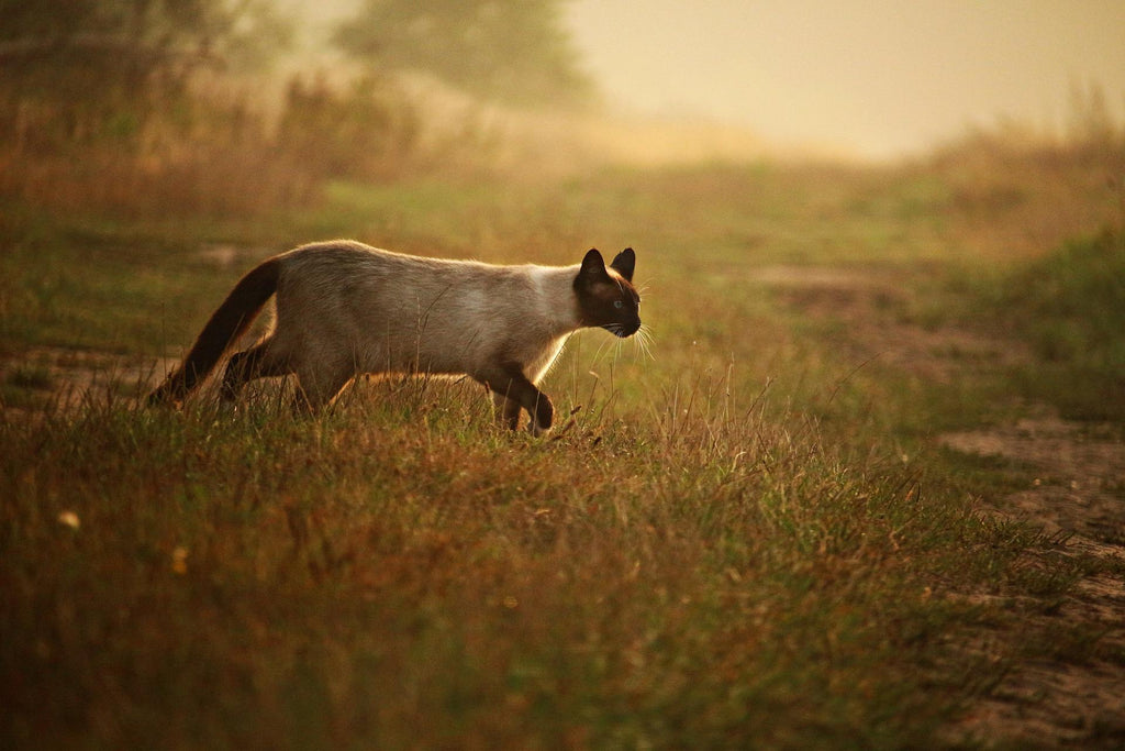 Katzenrassen – Rasseportrait Siamkatze