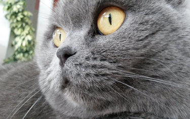 Katzenrassen – Rasseportrait Britisch Kurzhaar