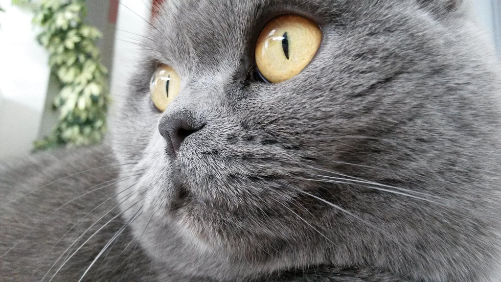 Katzenrassen – Rasseportrait Britisch Kurzhaar