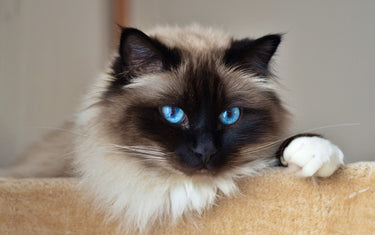 Katzenrassen – Rasseportrait Heilige Birma Katze