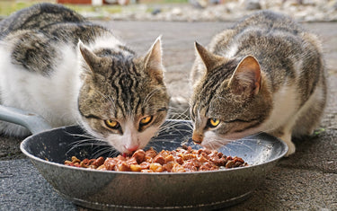 Katzenfutter –Auf was sollte man achten? Was ist wichtig beim Füttern von Katzen?