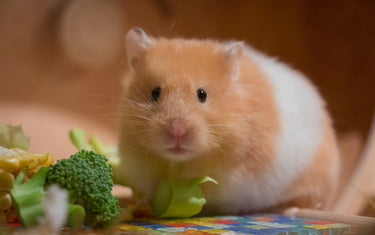 Hamster – alles über Kauf, Haltung und Fütterung