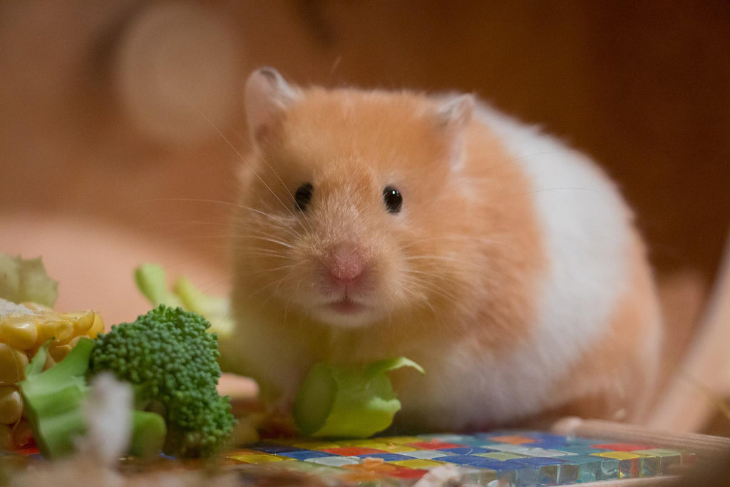 Hamster – alles über Kauf, Haltung und Fütterung