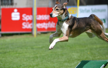 Turnierhundesport - Leichtathletik mit dem Hund II - Mein-Tiershop.de