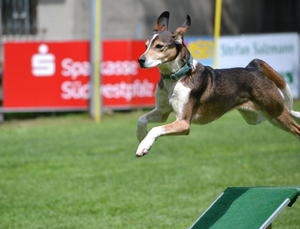 Turnierhundesport - Leichtathletik mit dem Hund II - Mein-Tiershop.de