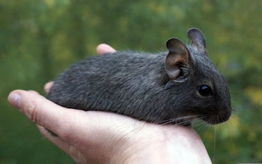 Die richtige Haltung von Degus – Ernährung, Käfigmaße, Sozialverhalten