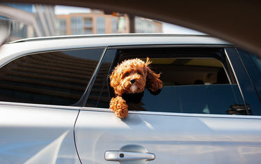 Hitzefalle Auto: Warum du deinen Hund im Sommer niemals im Auto lassen solltest
