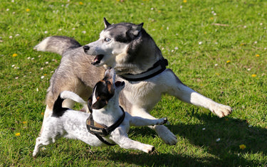 Wie bringe ich meinem Hund bei, andere Hunde zu ignorieren?