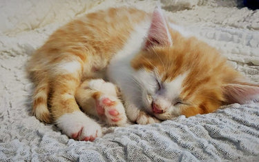 Was braucht eine Katze alles? - Mein-Tiershop.de