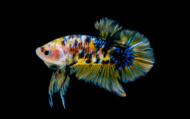 Kampffisch halten – das passende Becken für Betta splendens