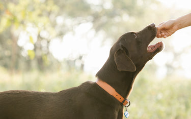Hundeleckerlies selber machen – auch für empfindliche Hunde geeignet
