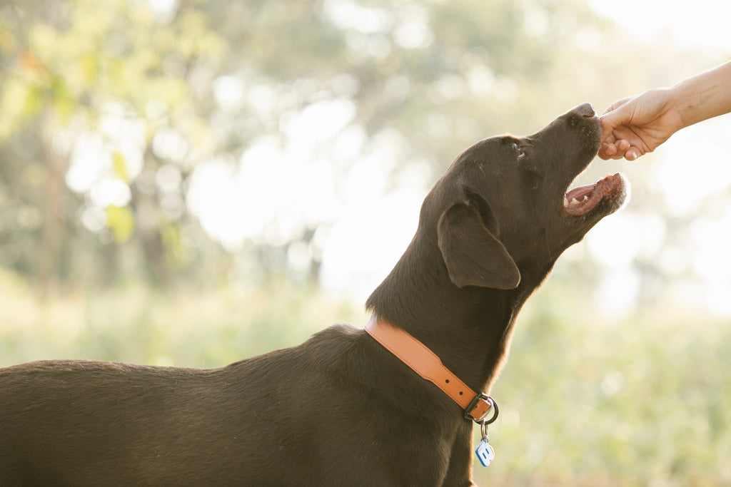 Hundeleckerlies selber machen – auch für empfindliche Hunde geeignet