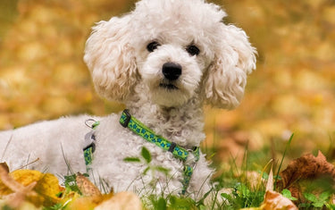 Hundeallergie – Welche Hunderassen sind für Allergiker geeignet?