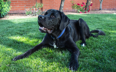 Kommunikation mit Hunden – was versteht ein Hund?