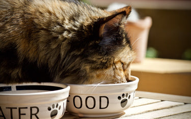Futterumstellung bei Katzen – So gewöhnst du deine Katze an hochwertiges Futter
