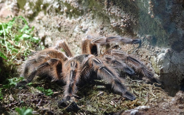 Vogelspinnen – alle wichtigen Infos zur Haltung