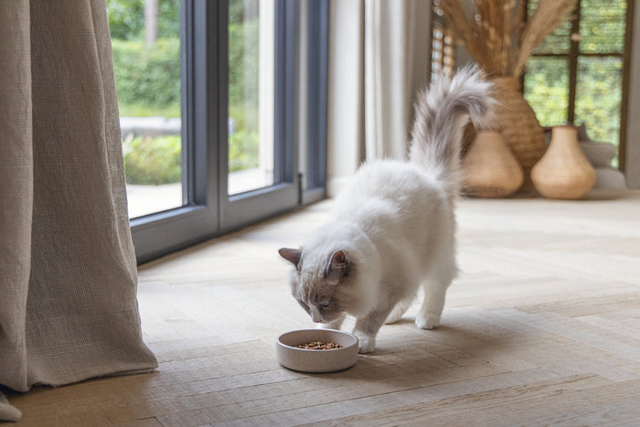 Katzen