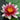 Lawana Nymphaea Natura Coco "Attraction"