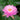 Lawana Nymphaea Natura Coco "Fabiola"